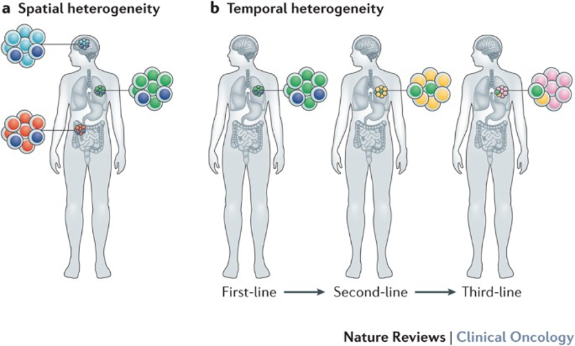heterogeneidade tumoral - esquema ilustrativo do processo de metabolismo