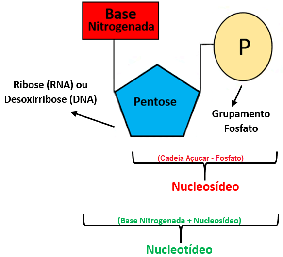 nucleotídeos - exemplificação