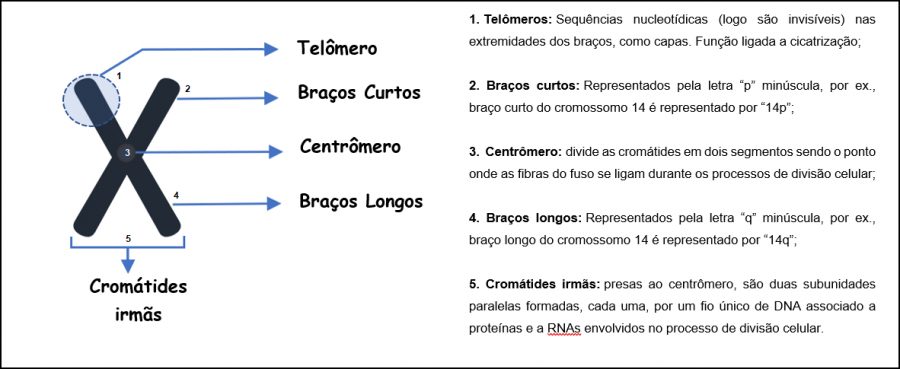 estrutura dos cromossomos - partes e cromátides