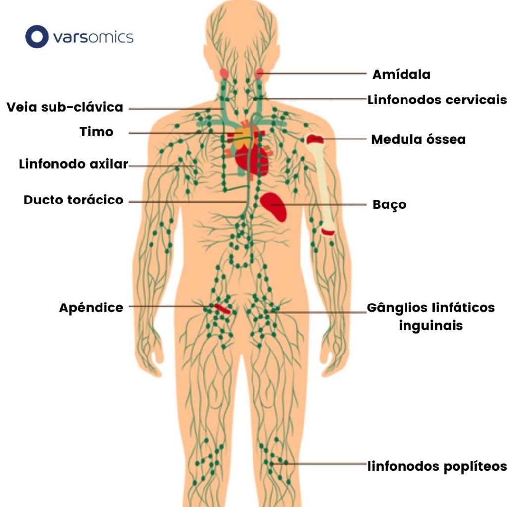 linfoma sistema linfático