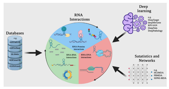 interações de RNA
