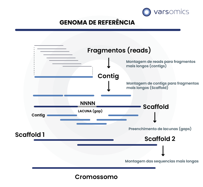 genoma de referência - figura ilustrativa para compreensão