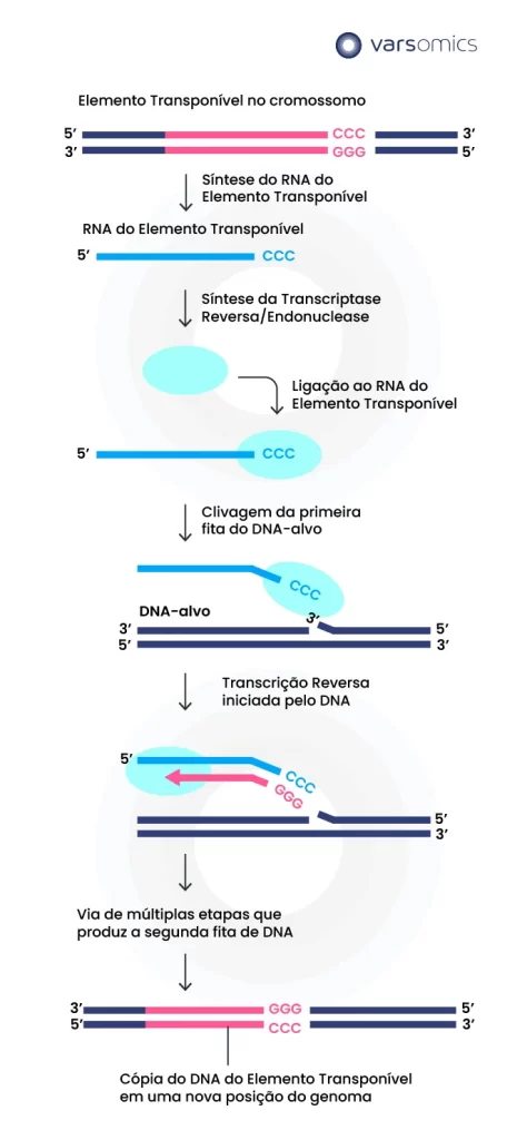 Ilustração de elementos transponíveis no RNA e processo de cópias DNA ilustrado