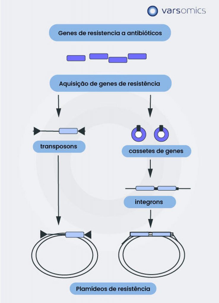 Representação esquemática de elementos genéticos móveis envolvidos na transferência de genes de resistência.