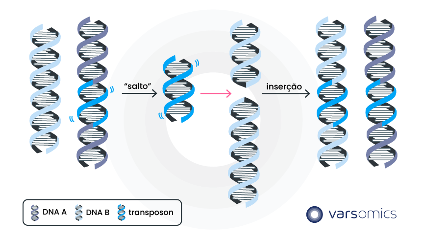 genes saltadores elementos transponiveis