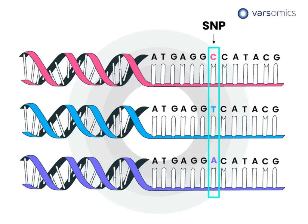 SNP- Variante identificada no NGS sequenciamento de nova geração
