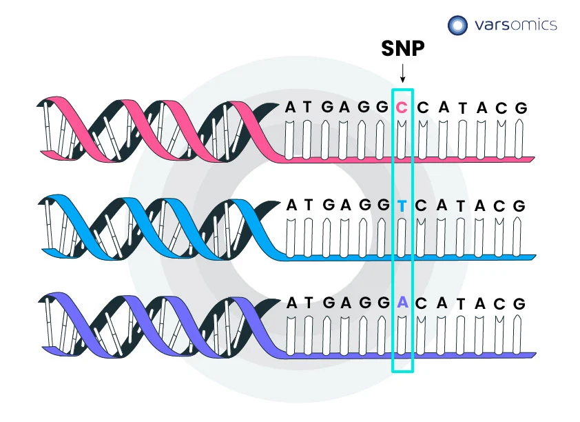 esquema SNP no polimorfismo genético