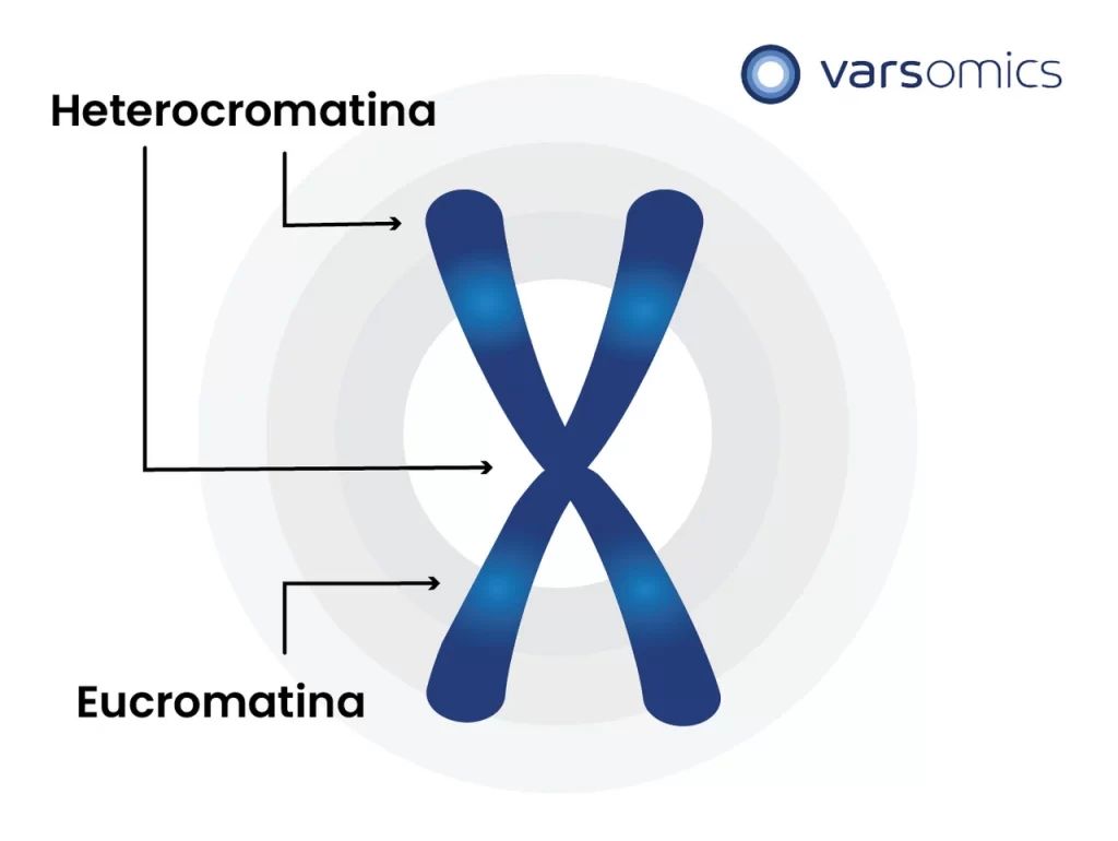 sequenciamento completo do genoma: representação de eucromatina e heterocromatina