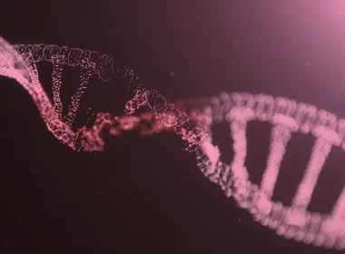 fragmento de DNA — polimorfismo
