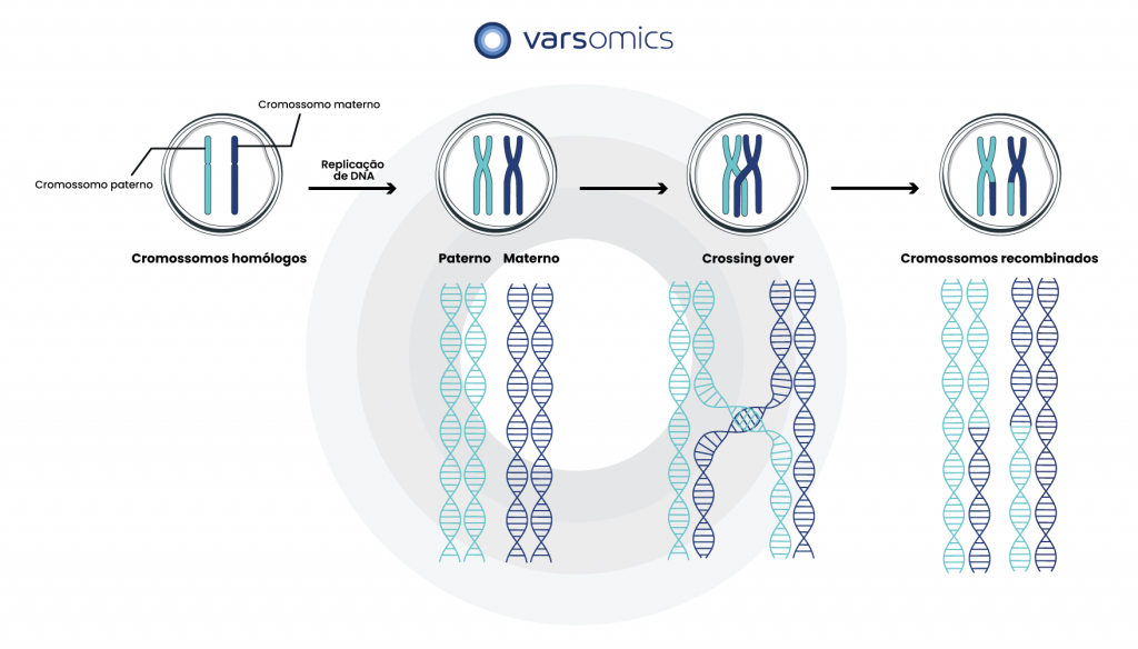 Recombinação gênica homóloga em cromossomos: crossing over
