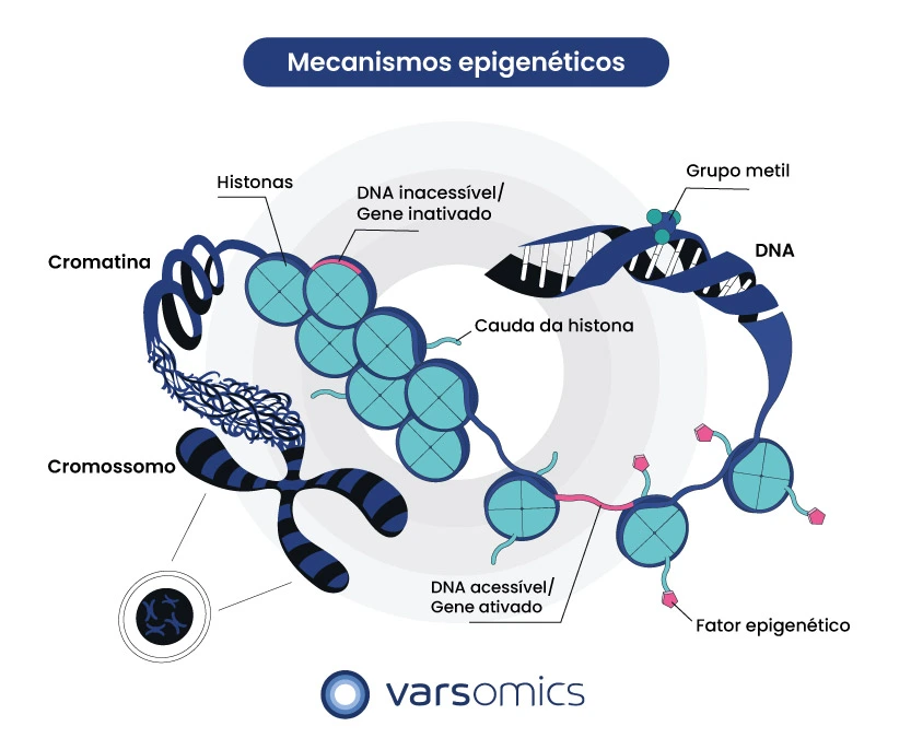 epigenética - mecanismos epigenéticos histonas