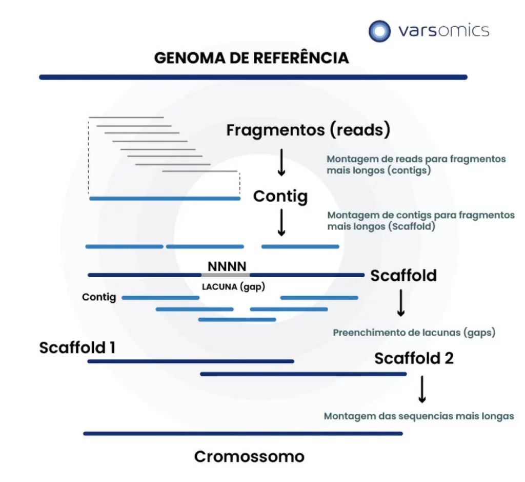Montagem de genoma baseado em um genoma de referência, diferente da montagem de novo