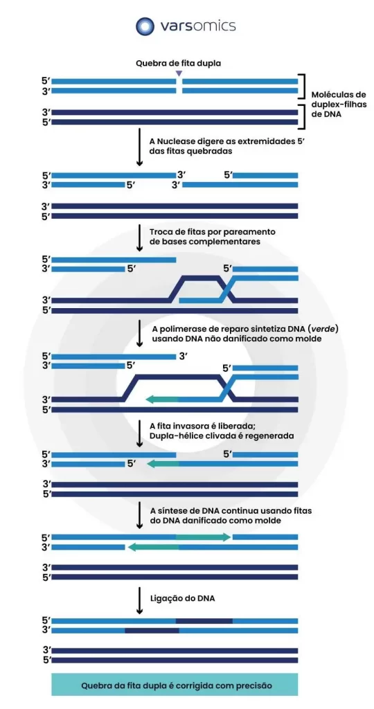 Via de reparação do DNA por Recombinação gênica Homóloga