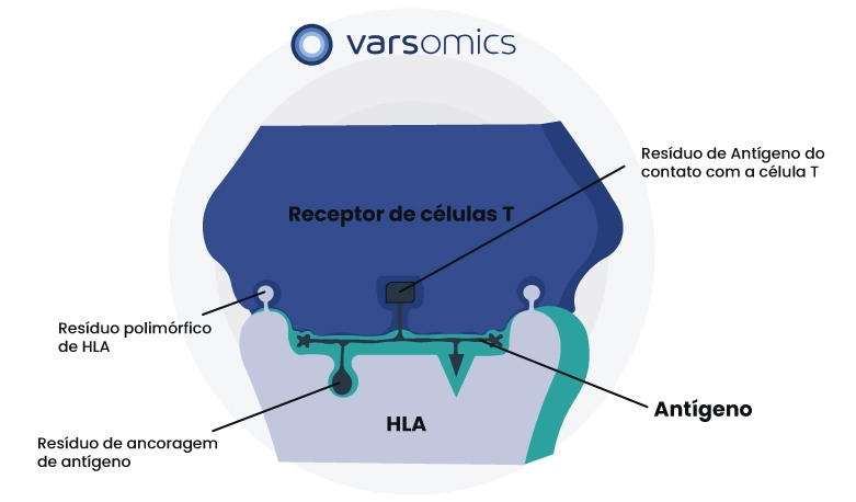 Representação esquemática do contato de um antígeno, montado no HLA, com um Receptor de Linfócitos T.