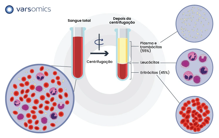 processo de centrifugação e composição do sangue humano na hematologia
