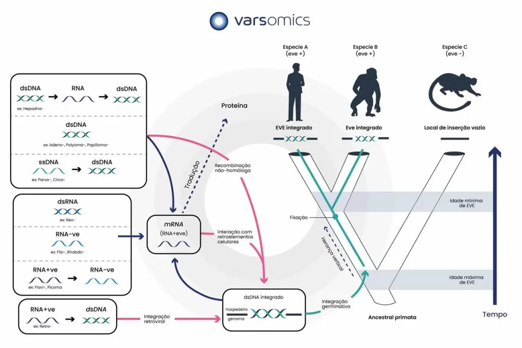 Como os vírus se integram ao genoma humano em esquema