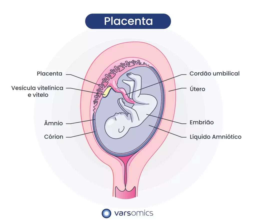placenta-esquema-ilustrativo