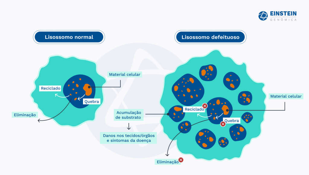 Imagem comparativa entre dois lisossomos, no qual um é defeituoso e resulta em doenças do armazenamento lisossomal